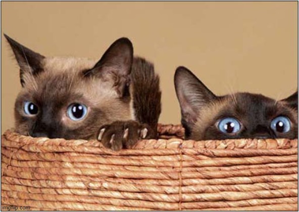 ♫ There May Be Trouble Ahead ♫ | image tagged in cats,siamese,trouble | made w/ Imgflip meme maker