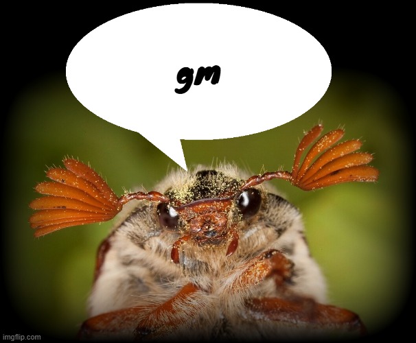 Doodlebug/odd announcement temp | gm | image tagged in doodlebug/odd announcement temp | made w/ Imgflip meme maker