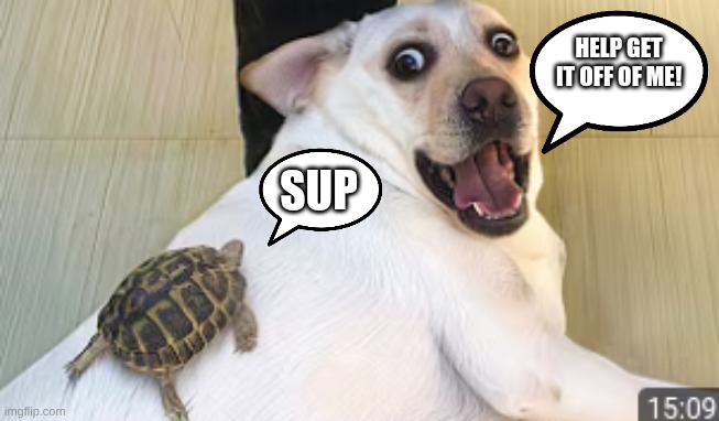 Help me! | HELP GET IT OFF OF ME! SUP | image tagged in funny memes | made w/ Imgflip meme maker
