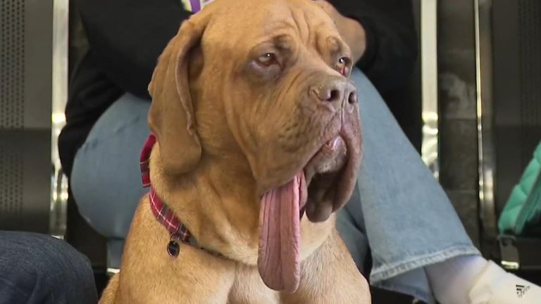Ozzy The French and bull mastiff mix Oklahoma tongue Blank Meme Template