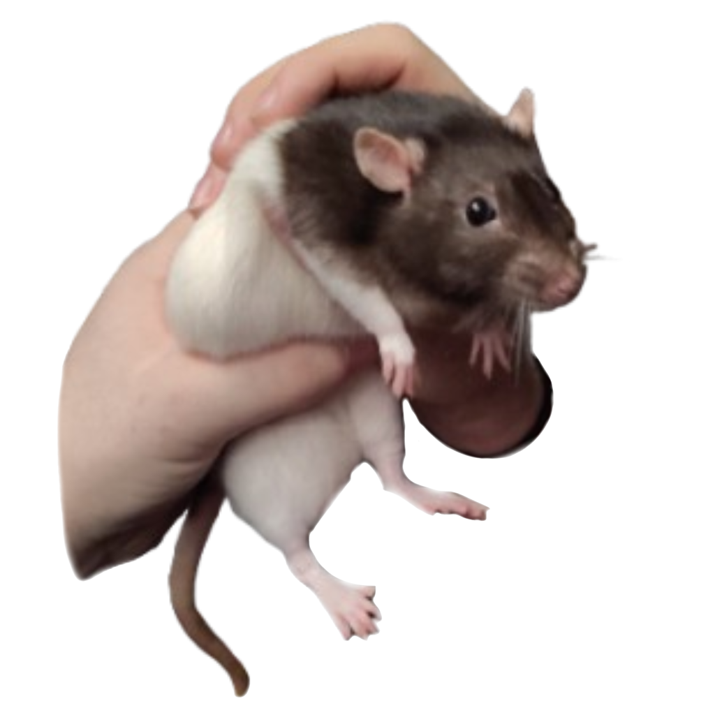 High Quality Pearl Blank Meme Template