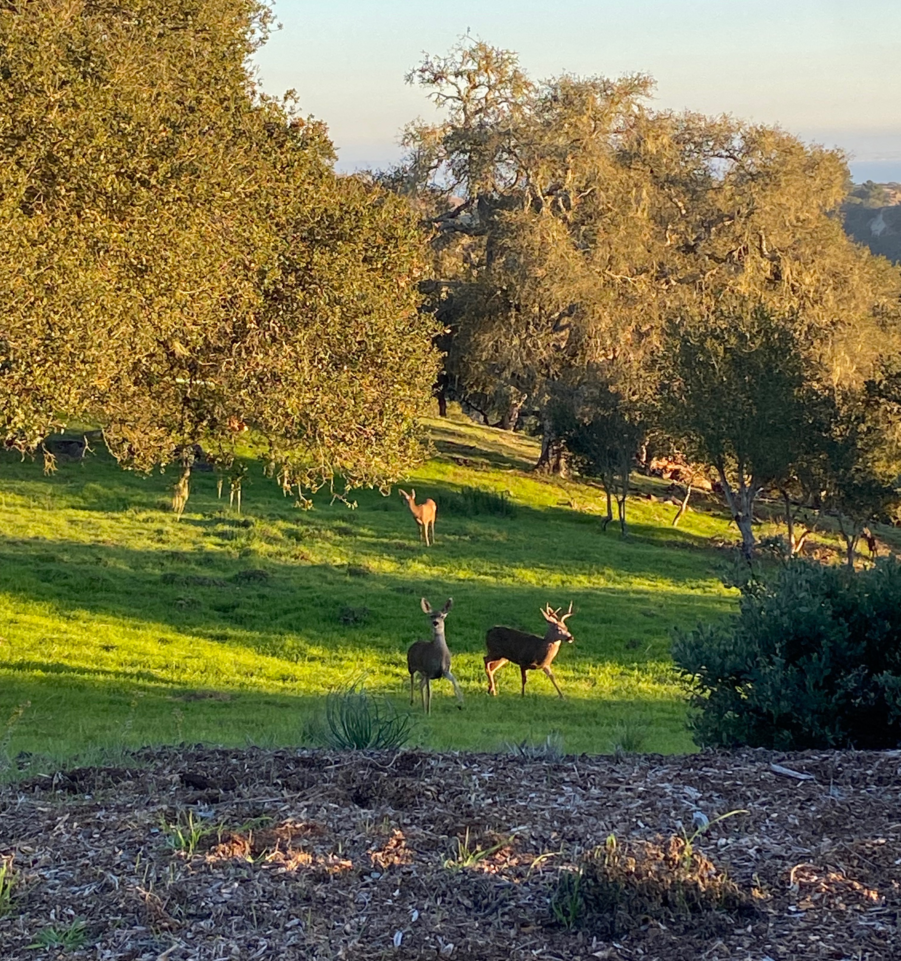 Oh deer | image tagged in picture,deer,wildlife | made w/ Imgflip meme maker