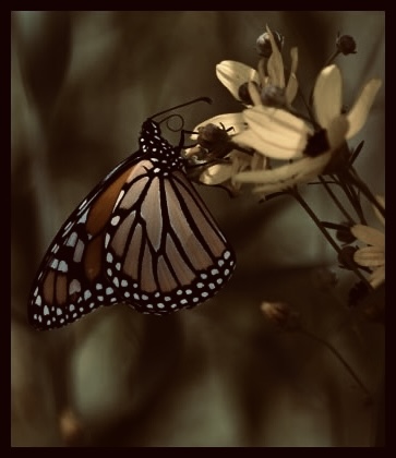 Butterfly Mirror Image Mode Blank Meme Template