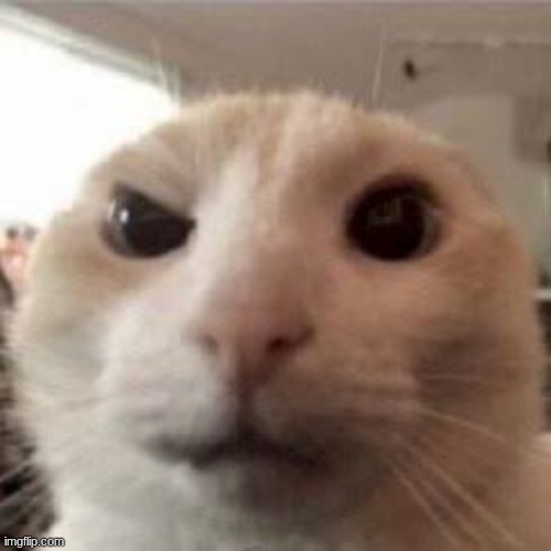 Gato confundido | image tagged in gato confundido | made w/ Imgflip meme maker