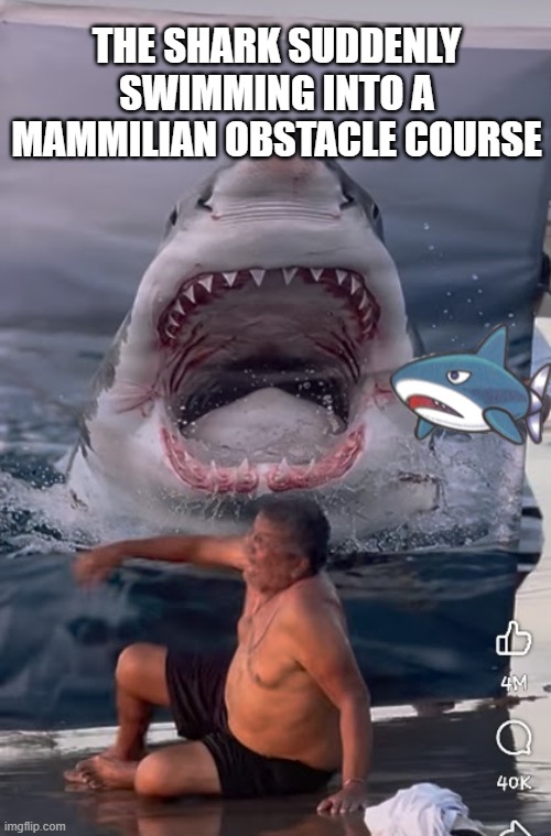The shark suddenly swimming into a mammilian obstacle course | THE SHARK SUDDENLY SWIMMING INTO A MAMMILIAN OBSTACLE COURSE | image tagged in jaws,shark,prank,beach,swimming | made w/ Imgflip meme maker