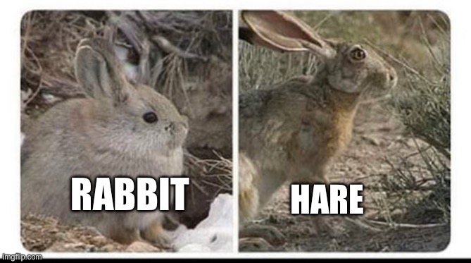 bnuuy of the day 12/12 | RABBIT; HARE | image tagged in know the difference,bnuuy,animals,aww | made w/ Imgflip meme maker