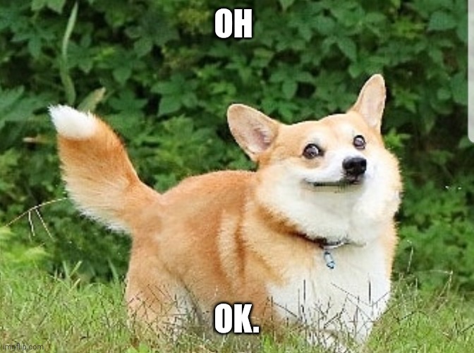 OK Boomer Corgi | OH OK. | image tagged in ok boomer corgi | made w/ Imgflip meme maker