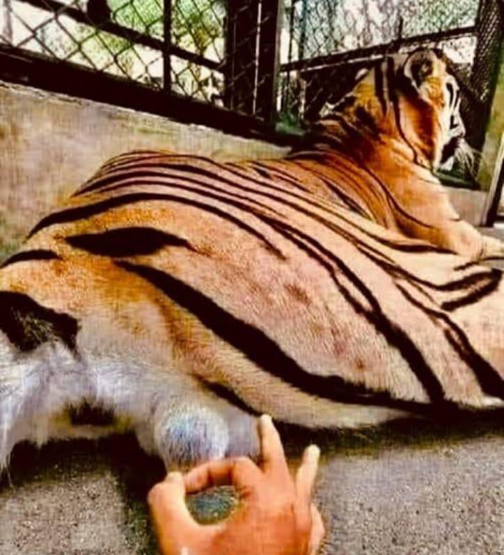 Tiger Testicles Blank Meme Template