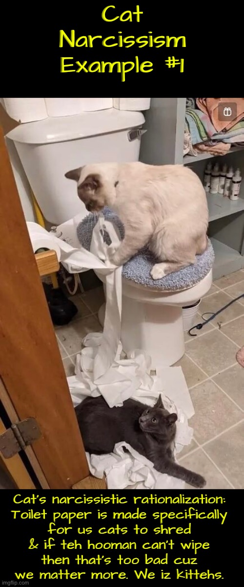 Cat Narcissism Example #1 | Cat Narcissism Example #1; Cat's narcissistic rationalization:

Toilet paper is made specifically for us cats to shred & if teh hooman can't wipe then that's too bad cuz we matter more. We iz kittehs. | image tagged in cats,funny cats,toilet paper,shredder,malignant narcissism,entitlement | made w/ Imgflip meme maker