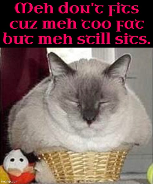Meh Still Sits | Meh don't fits cuz meh too fat but meh still sits. | image tagged in cats,funny cats,fat ass,funny cat memes,fat cat,if me fits me sits | made w/ Imgflip meme maker