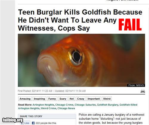 image tagged in funny,fails,news