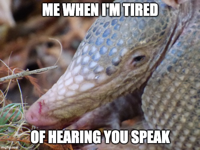 Armadillo Exhaustion | ME WHEN I'M TIRED; OF HEARING YOU SPEAK | image tagged in fun,animals | made w/ Imgflip meme maker