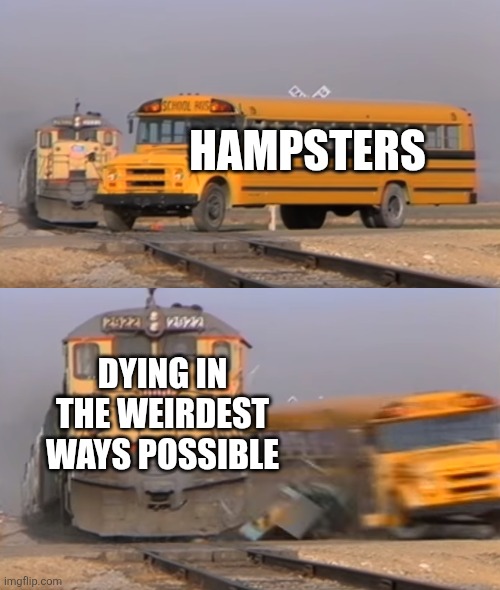 Hampter | HAMPSTERS; DYING IN THE WEIRDEST WAYS POSSIBLE | image tagged in a train hitting a school bus,memes,funny | made w/ Imgflip meme maker