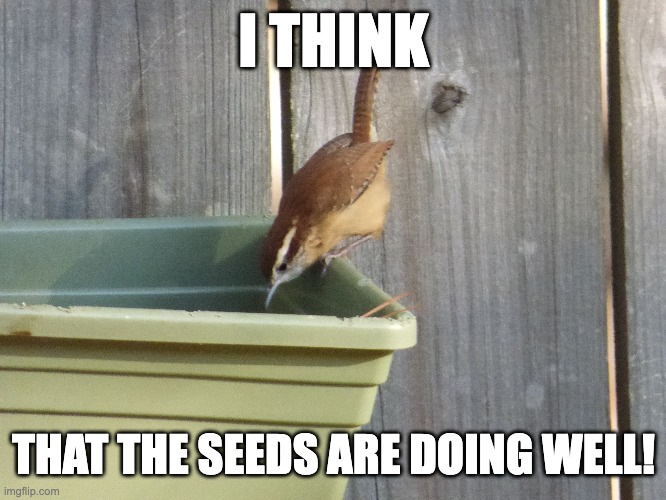 How are those seeds doing? | I THINK; THAT THE SEEDS ARE DOING WELL! | image tagged in fun | made w/ Imgflip meme maker