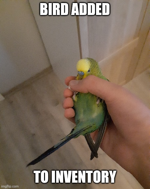 Bird acquired | BIRD ADDED; TO INVENTORY | image tagged in birds,bird,animals,pets,green,yellow | made w/ Imgflip meme maker