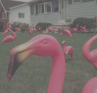 Plastic flamingo label Blank Meme Template