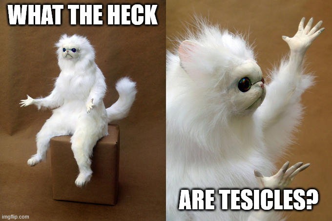 Persian Cat Room Guardian Meme | WHAT THE HECK ARE TESICLES? | image tagged in memes,persian cat room guardian | made w/ Imgflip meme maker