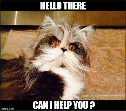 This Is A Cat Named Atchoum | HELLO THERE; CAN I HELP YOU ? | image tagged in cats,famous,persian | made w/ Imgflip meme maker