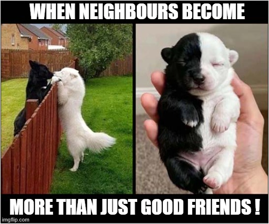 Black And White Dogs | WHEN NEIGHBOURS BECOME; MORE THAN JUST GOOD FRIENDS ! | image tagged in dogs,puppy,black and white | made w/ Imgflip meme maker