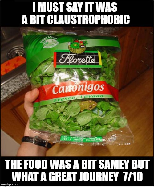 Frog Reviews His Trip In A Bag | I MUST SAY IT WAS 
A BIT CLAUSTROPHOBIC; THE FOOD WAS A BIT SAMEY BUT
WHAT A GREAT JOURNEY  7/10 | image tagged in frogs,washed lettuce,trip,review | made w/ Imgflip meme maker
