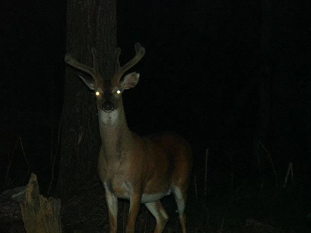 That's no deer... Blank Meme Template