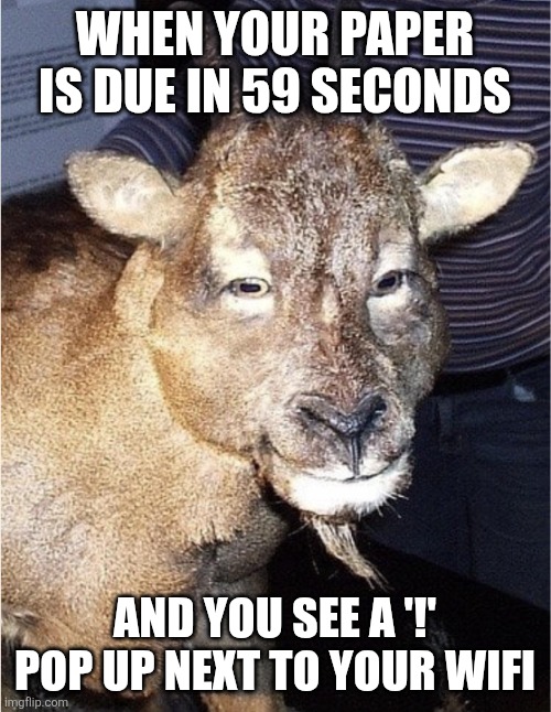 If I run I can make it there | WHEN YOUR PAPER IS DUE IN 59 SECONDS; AND YOU SEE A '!' POP UP NEXT TO YOUR WIFI | image tagged in goat with straight eyes | made w/ Imgflip meme maker