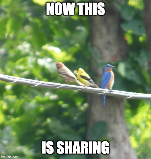 NOW THIS; IS SHARING | image tagged in fun,animals,birds | made w/ Imgflip meme maker