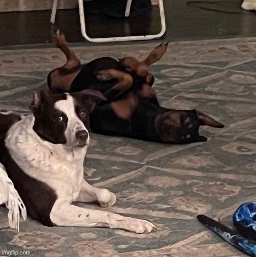 My dogs being dogs | made w/ Imgflip meme maker