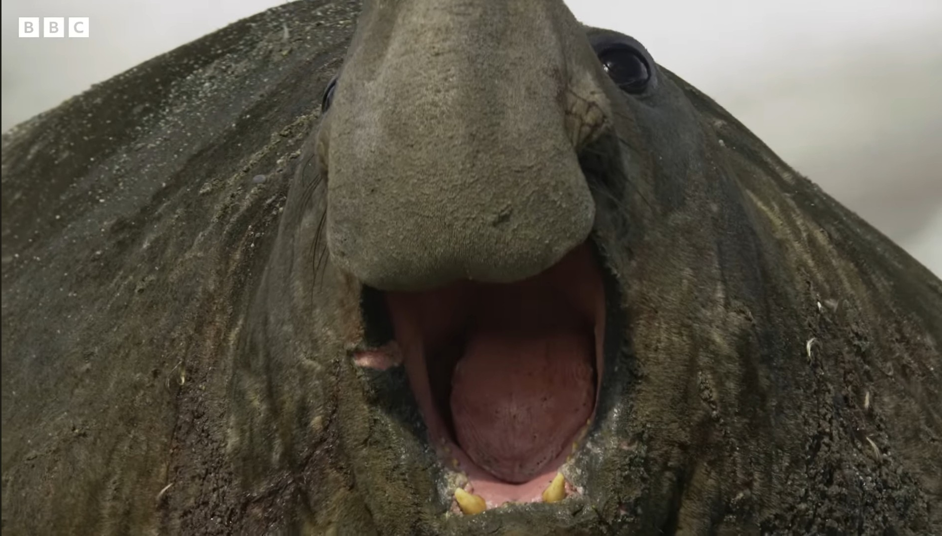 sea elephant Blank Meme Template