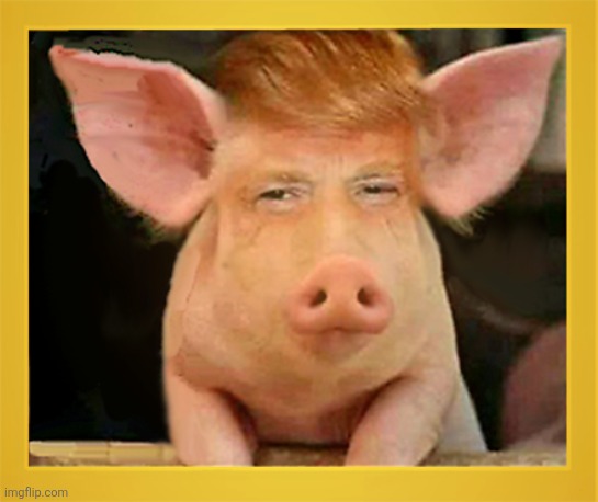 Donald Piggie | image tagged in teump,pig | made w/ Imgflip meme maker
