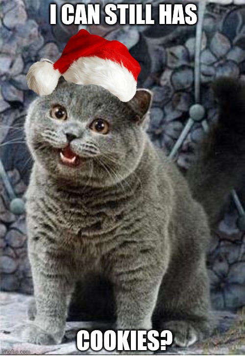 I can has cheezburger cat | I CAN STILL HAS; COOKIES? | image tagged in memes,kitty,santa | made w/ Imgflip meme maker