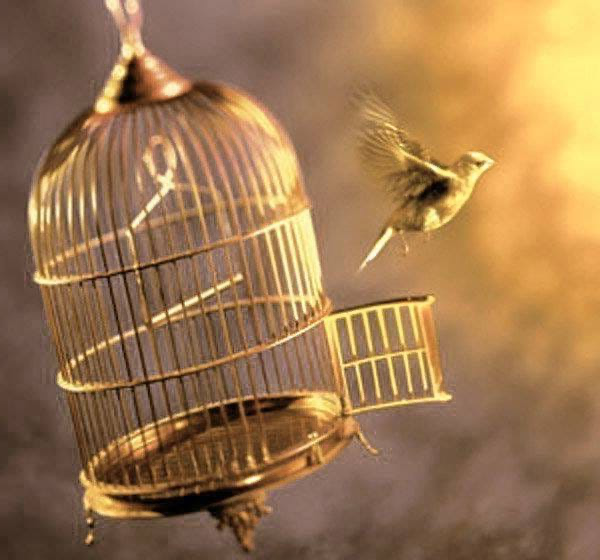 Fly to freedom Blank Meme Template