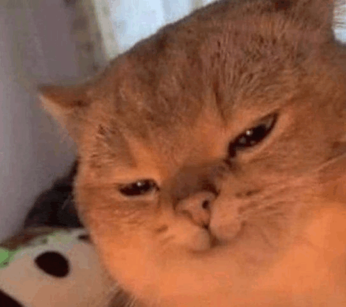 Satisifed Cat Smile Blank Meme Template