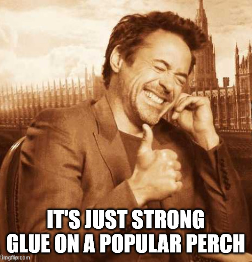 LAUGHING THUMBS UP | IT'S JUST STRONG GLUE ON A POPULAR PERCH | image tagged in laughing thumbs up | made w/ Imgflip meme maker