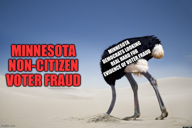 Ostrich head in sand | MINNESOTA DEMOCRATS LOOKING REAL HARD FOR EVIDENCE OF VOTER FRAUD MINNESOTA NON-CITIZEN VOTER FRAUD | image tagged in ostrich head in sand | made w/ Imgflip meme maker