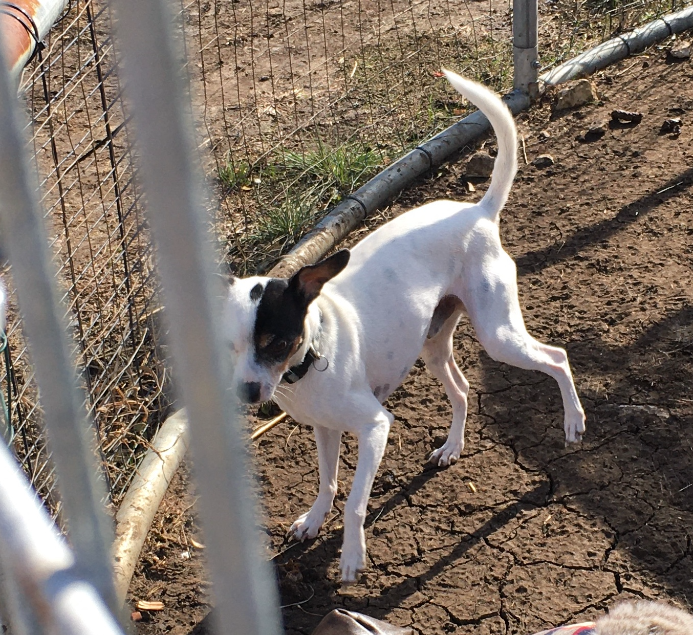 Snoopy Blank Meme Template