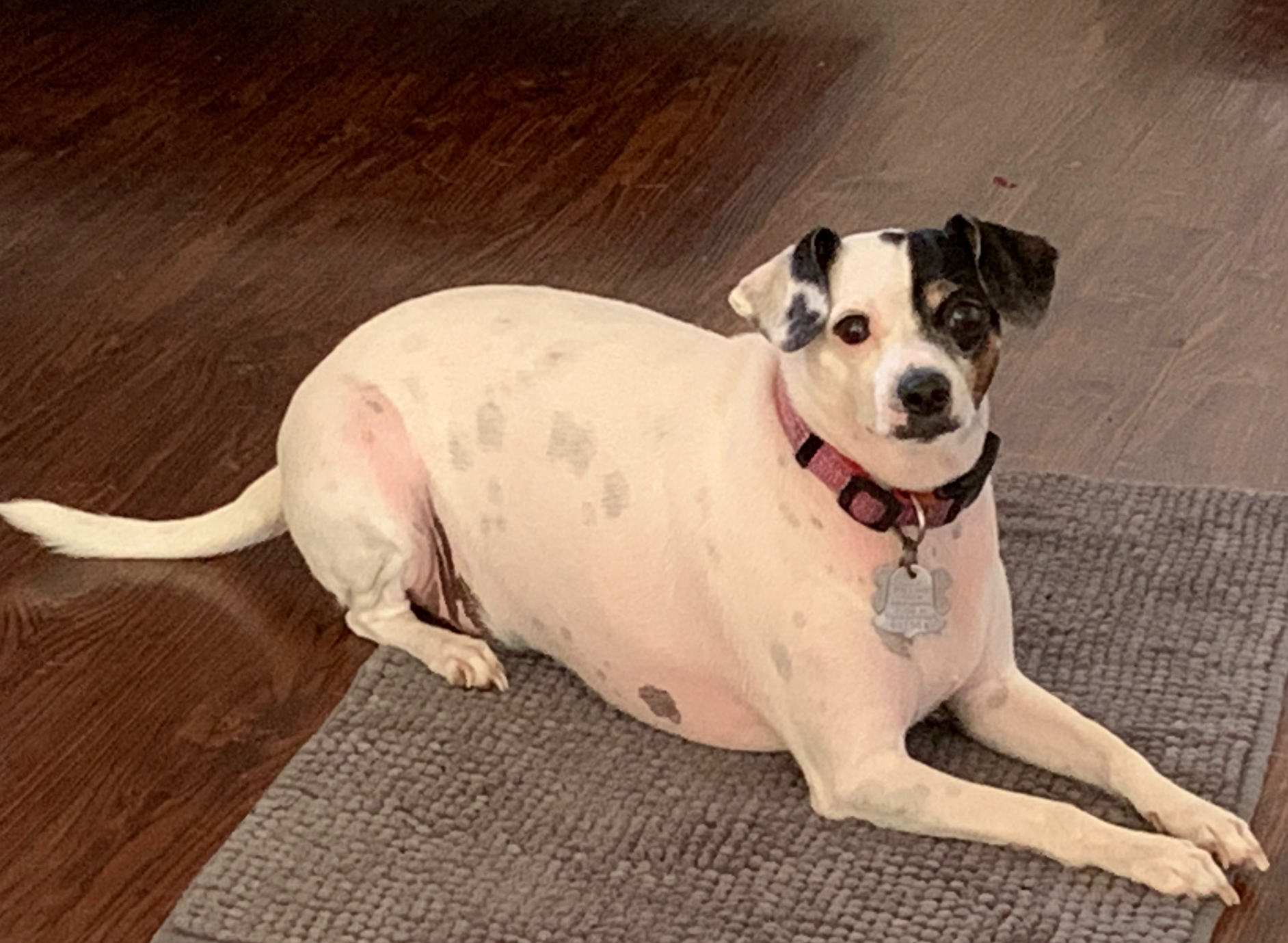 Snoopy OCT 2020 Blank Meme Template