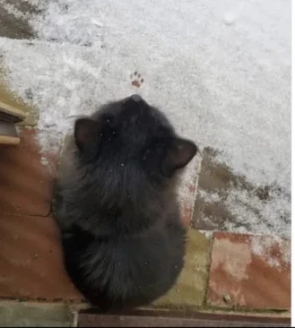 smol paw print in the snow Blank Meme Template