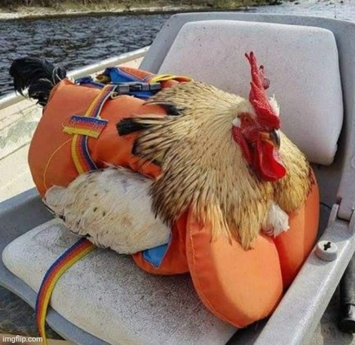 Reginald the Chicken | made w/ Imgflip meme maker