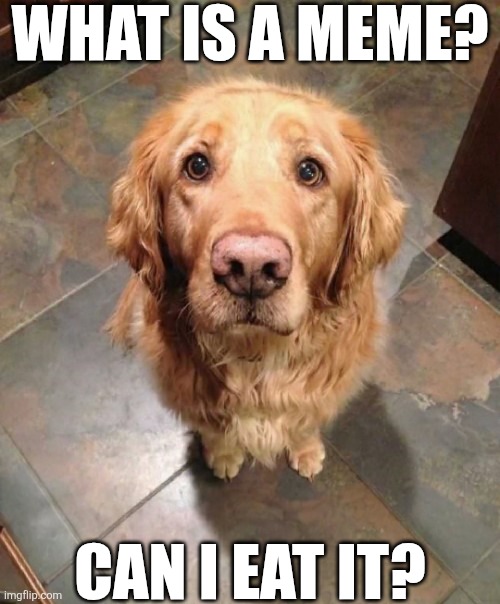 What Is A Meme? | WHAT IS A MEME? CAN I EAT IT? | image tagged in chrisjoines1 | made w/ Imgflip meme maker