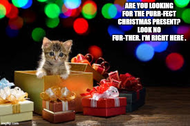 Are you looking for the purr-fect Christmas gift? Look no fur-ther. | ARE YOU LOOKING FOR THE PURR-FECT CHRISTMAS PRESENT? LOOK NO FUR-THER. I'M RIGHT HERE . | image tagged in cat,kitten,christmas,present,play on words,merry christmas | made w/ Imgflip meme maker