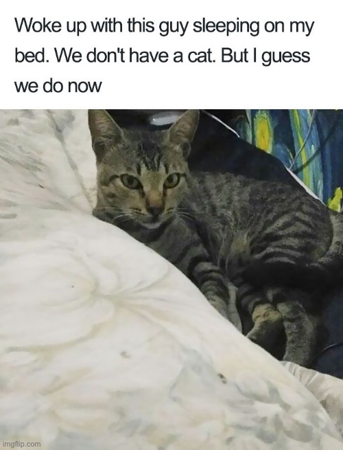 They Do Now | image tagged in cats,funny cats,entitlement,narcissist,owned,funny memes | made w/ Imgflip meme maker