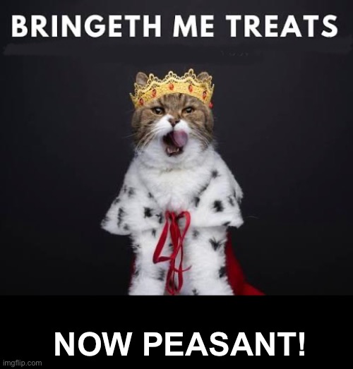 Bringeth Treats | NOW PEASANT! | image tagged in cats,funny cats,superior royalty,narcissism,entitlement,peasant | made w/ Imgflip meme maker