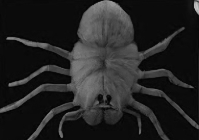 SCP-1601-RU Blank Meme Template