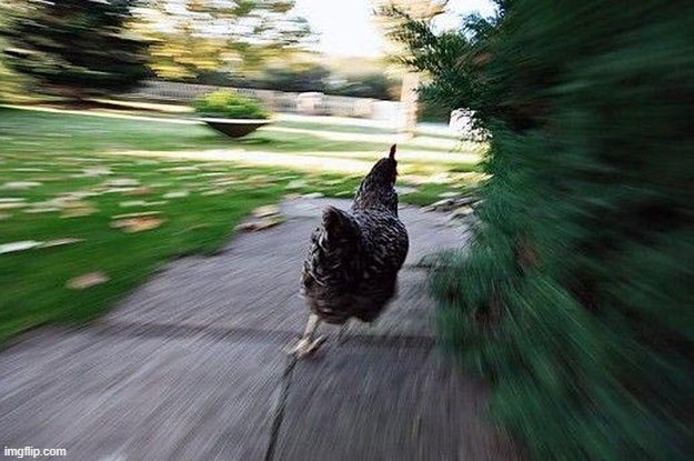 Chicken Running | image tagged in chicken running | made w/ Imgflip meme maker