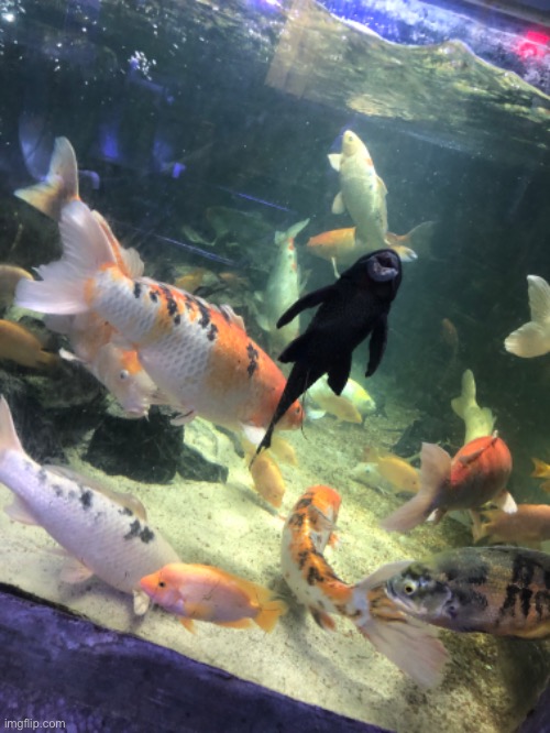 image tagged in and now for something completely different | made w/ Imgflip meme maker