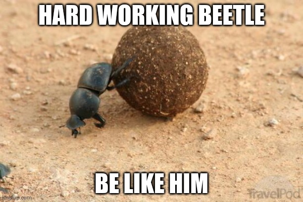 beetle | HARD WORKING BEETLE; BE LIKE HIM | image tagged in hard working dung beetle | made w/ Imgflip meme maker