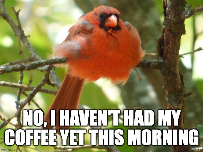 Why I need Coffee | NO, I HAVEN'T HAD MY COFFEE YET THIS MORNING | image tagged in fun,coffee,nature,grumpy,cardinals,birds | made w/ Imgflip meme maker