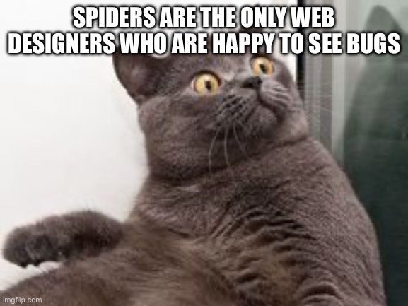 The moment when you realise.... Exams are in a month | SPIDERS ARE THE ONLY WEB DESIGNERS WHO ARE HAPPY TO SEE BUGS | image tagged in the moment when you realise exams are in a month | made w/ Imgflip meme maker