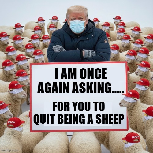 I AM ONCE AGAIN ASKING | I AM ONCE AGAIN ASKING..... FOR YOU TO QUIT BEING A SHEEP | image tagged in bernie i am once again asking for your support,trump,maga,sheep,i am once again asking,quit being a sheep | made w/ Imgflip meme maker